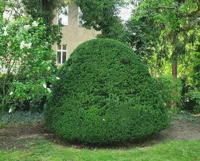 Eibe Nachher