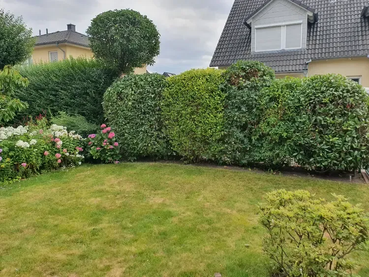 Mischhecke Nachher