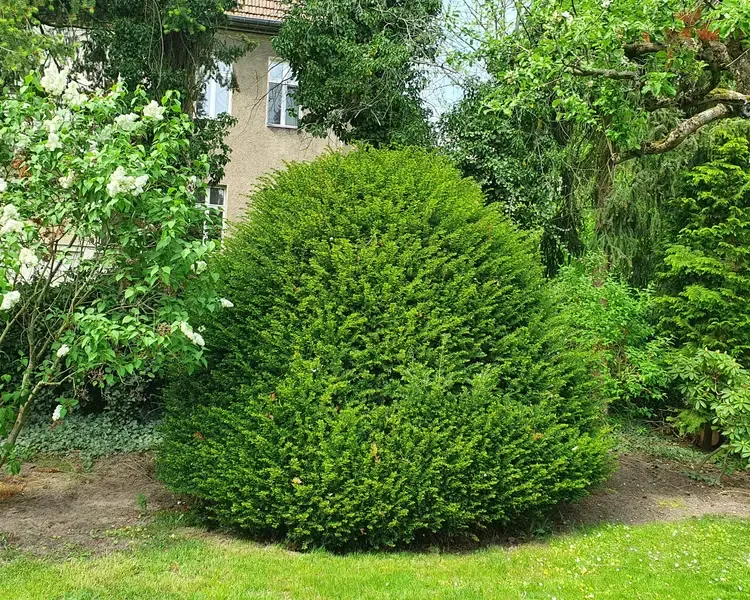 Eibe Vorher
